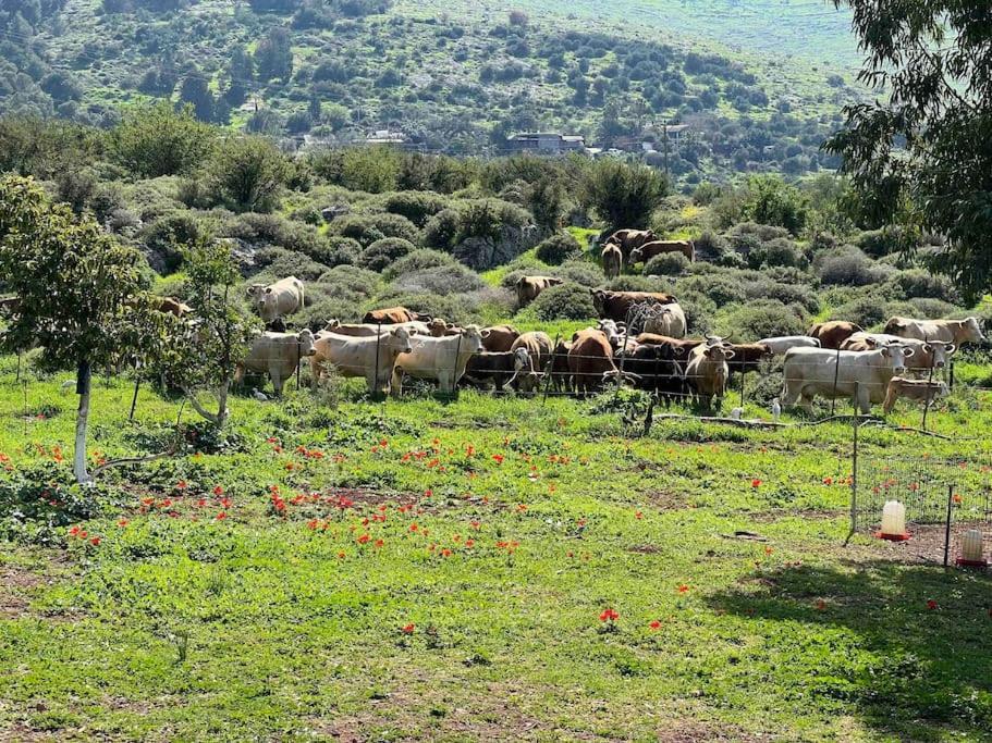 אחוזת היניבים Yaniv Estate Villa Nurit Dış mekan fotoğraf