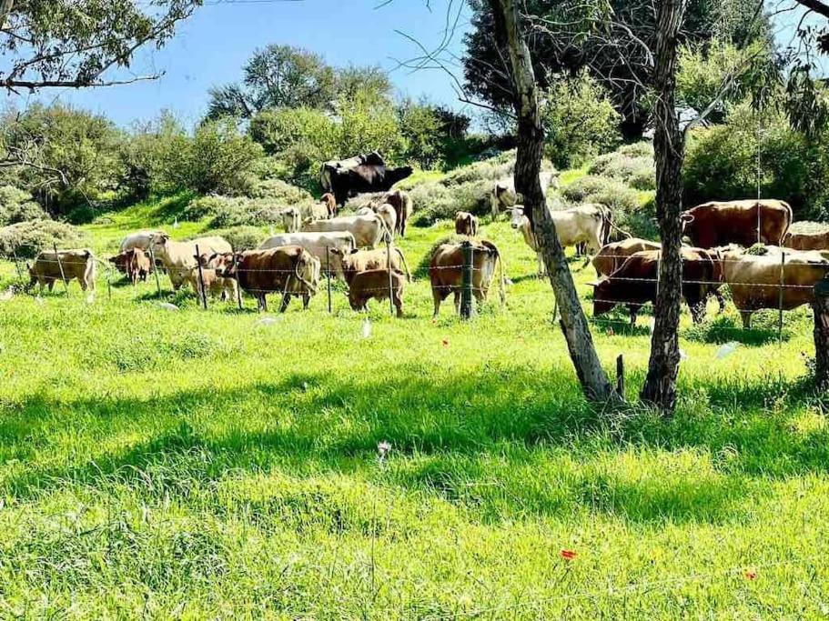 אחוזת היניבים Yaniv Estate Villa Nurit Dış mekan fotoğraf