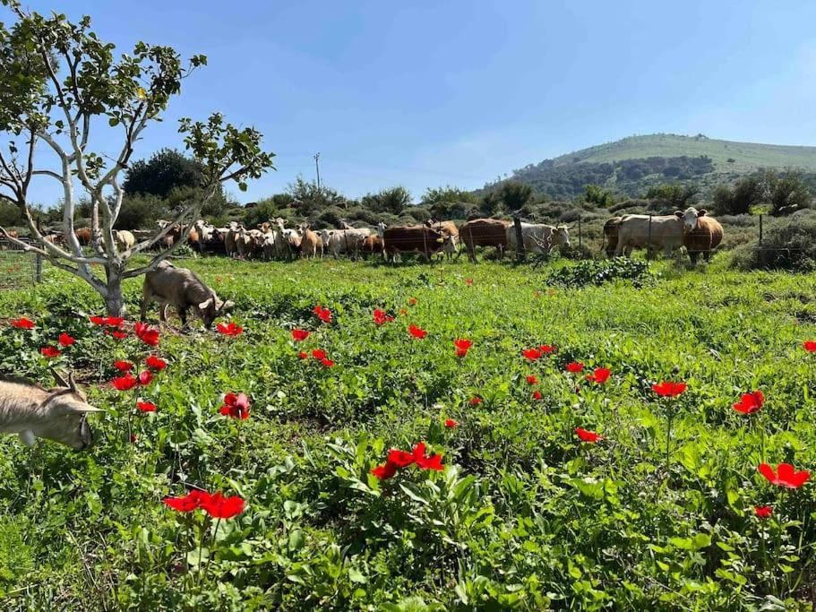 אחוזת היניבים Yaniv Estate Villa Nurit Dış mekan fotoğraf